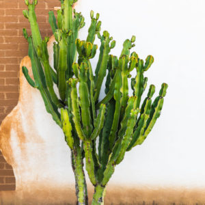 A large cactus in front of a stucco and brick wall.