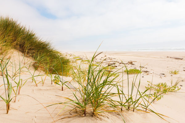 Picture of grass on a sandy beach.